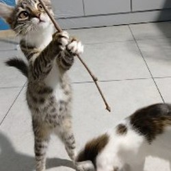 Котята Сули и Илви - фото 5