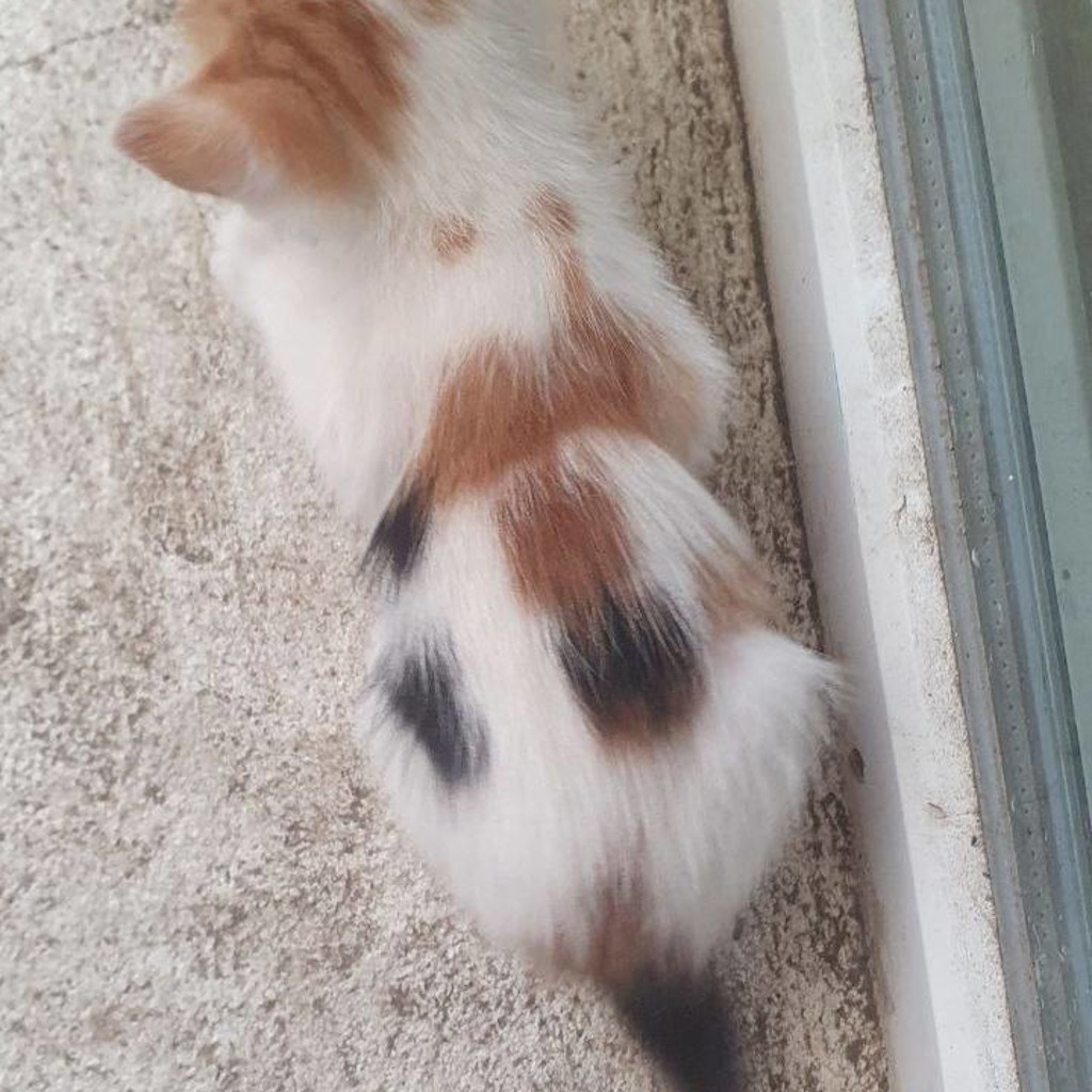 Кошка