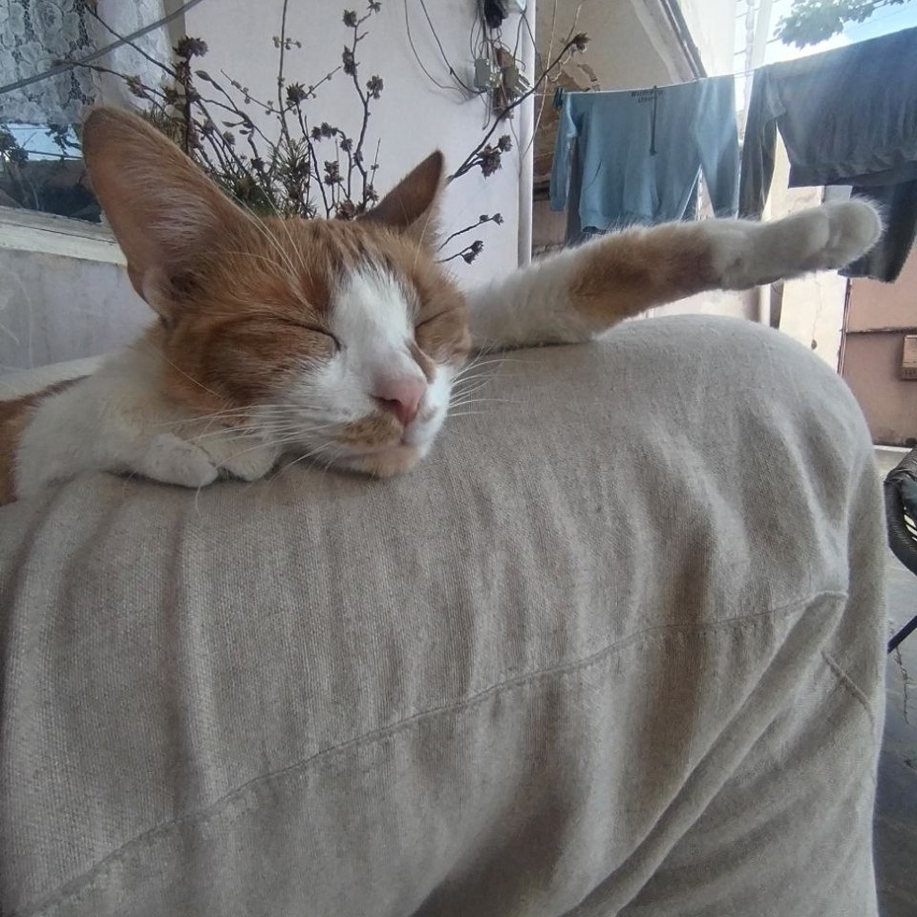 Кошка