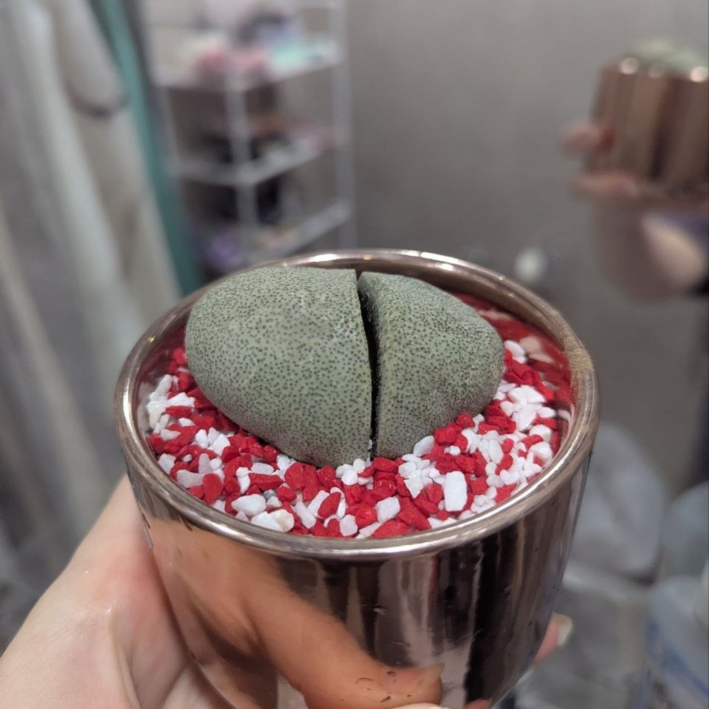 Живое растение-камень