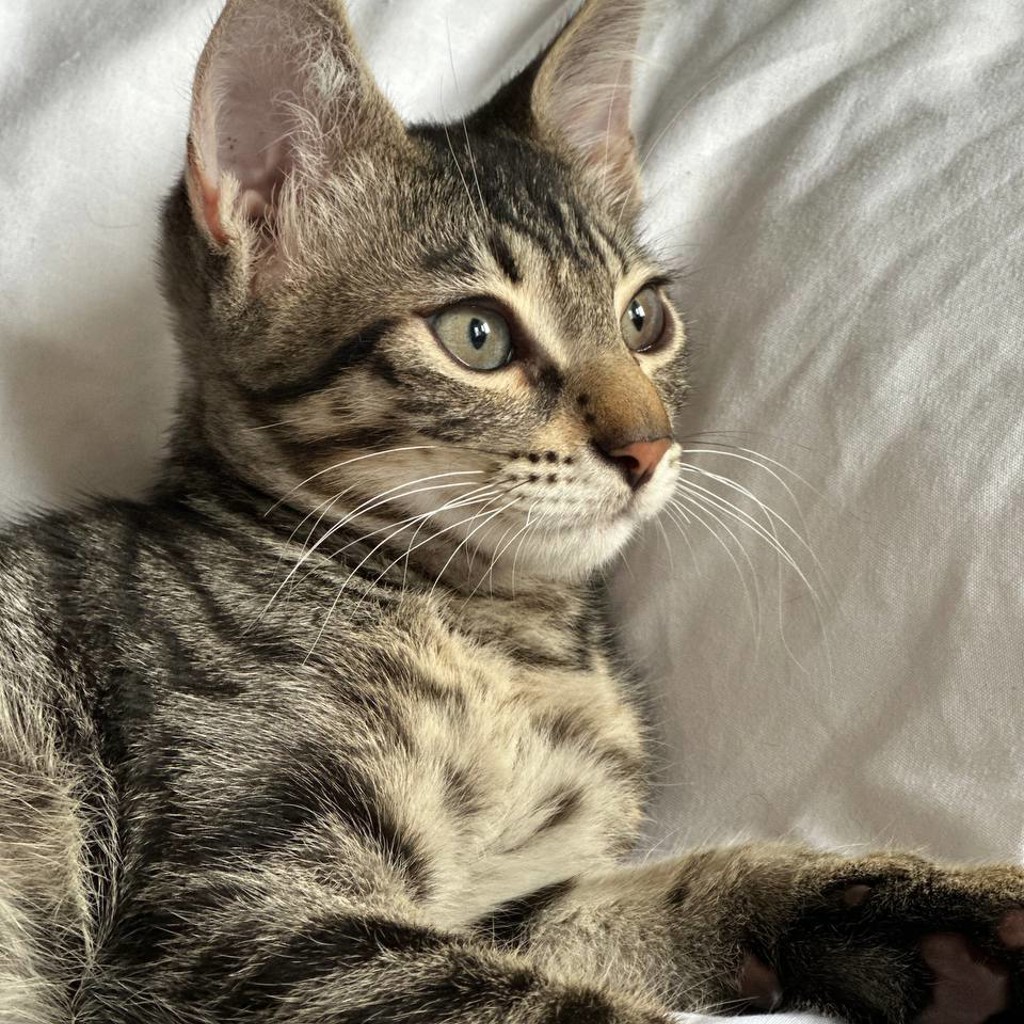 Котенок Айко