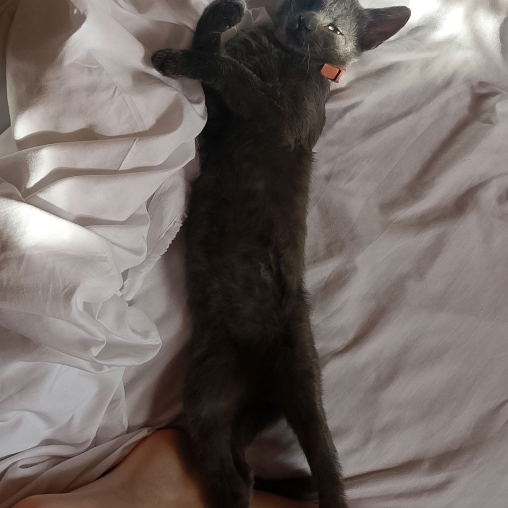 Котенок-кошечка