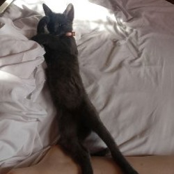 Котенок-кошечка - фото 2