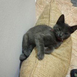 Котенок-кошечка - фото 3