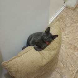 Котенок-кошечка - фото 4