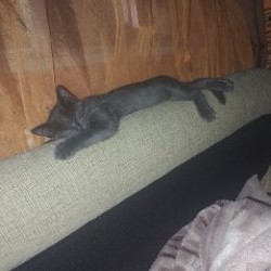 Котенок-кошечка - фото 5