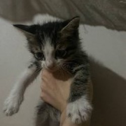 Котята - фото 2