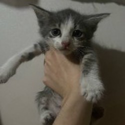 Котята - фото 3