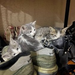 Котята - фото 4