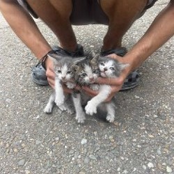 Котята - фото 5