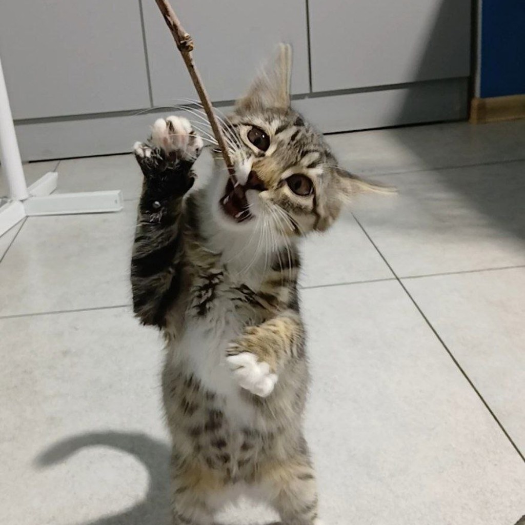 Котята Суи и Илви