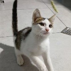 Котята Суи и Илви - фото 2