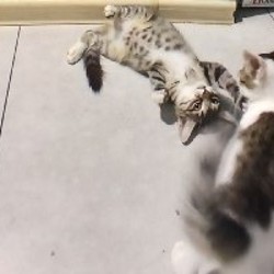 Котята Суи и Илви - фото 5