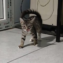 Котята Суи и Илви - фото 8
