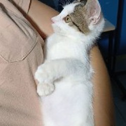 Котята Суи и Илви - фото 10