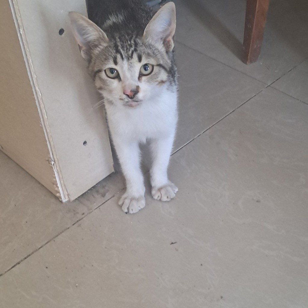 Котёнок