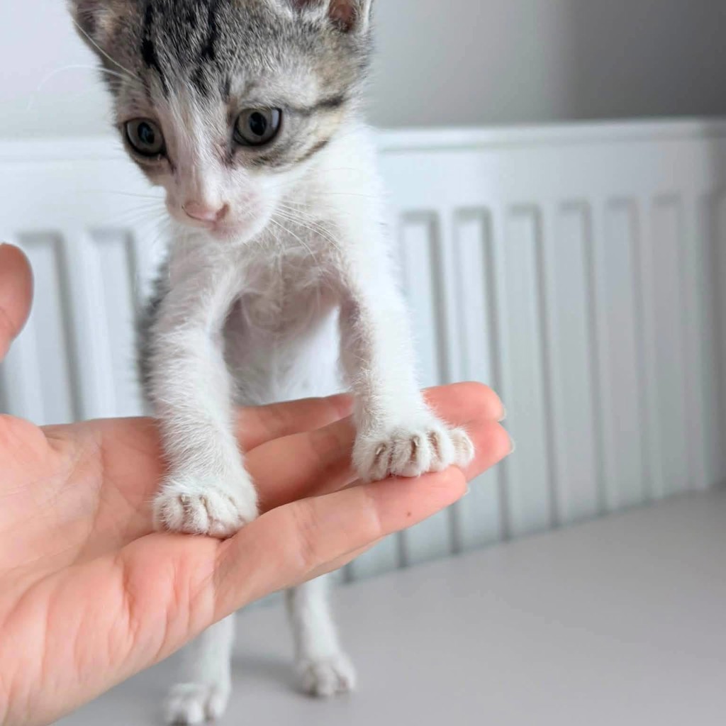 Котёнок