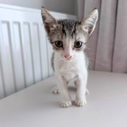 Котёнок - фото 3