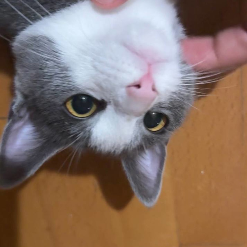 Котёнок Вишня