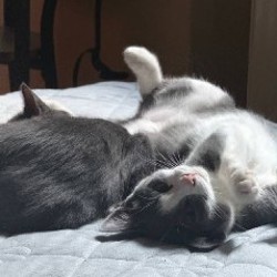 Котёнок Вишня - фото 3
