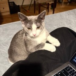 Котёнок Вишня - фото 4