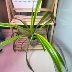 Филодендрон миканс - фото 6