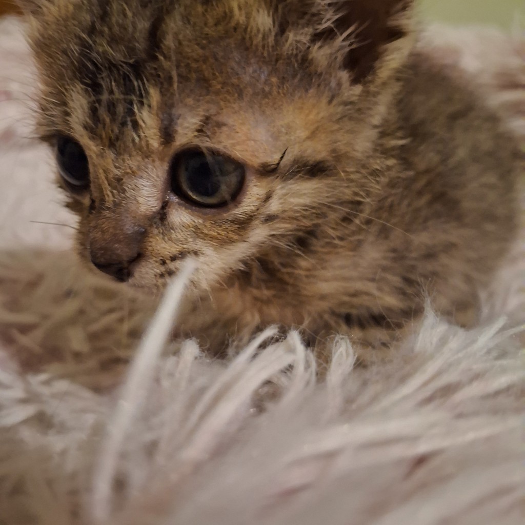 Домик для котёнка