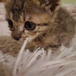 Домик для котёнка - фото 1