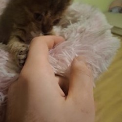Домик для котёнка - фото 2