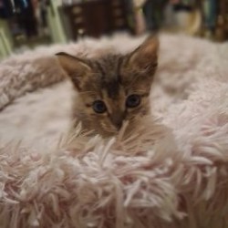 Домик для котёнка - фото 3