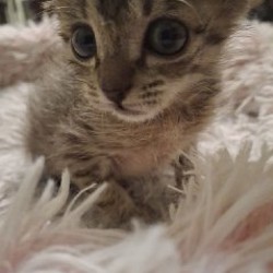 Домик для котёнка - фото 4