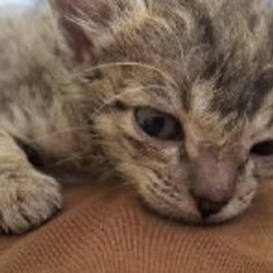 Домик для котёнка - фото 5