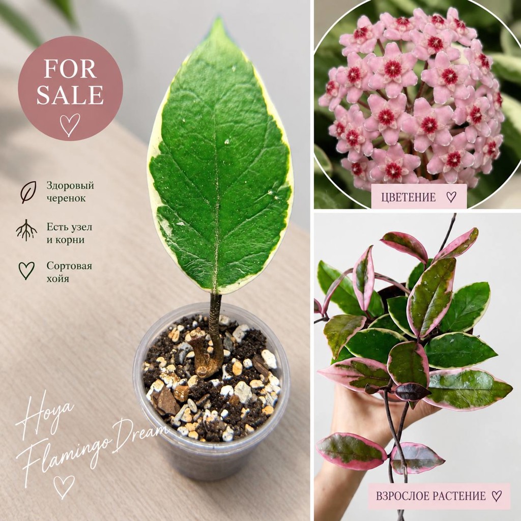Hoya australis ‘Lisa’