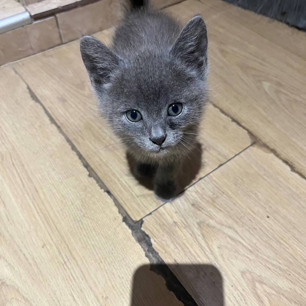 Котенок
