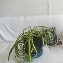 Пальма арека - фото 4