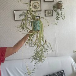 Пальма арека - фото 6
