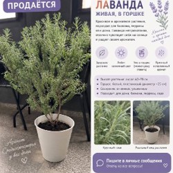 Лаванда в горшке - фото 3