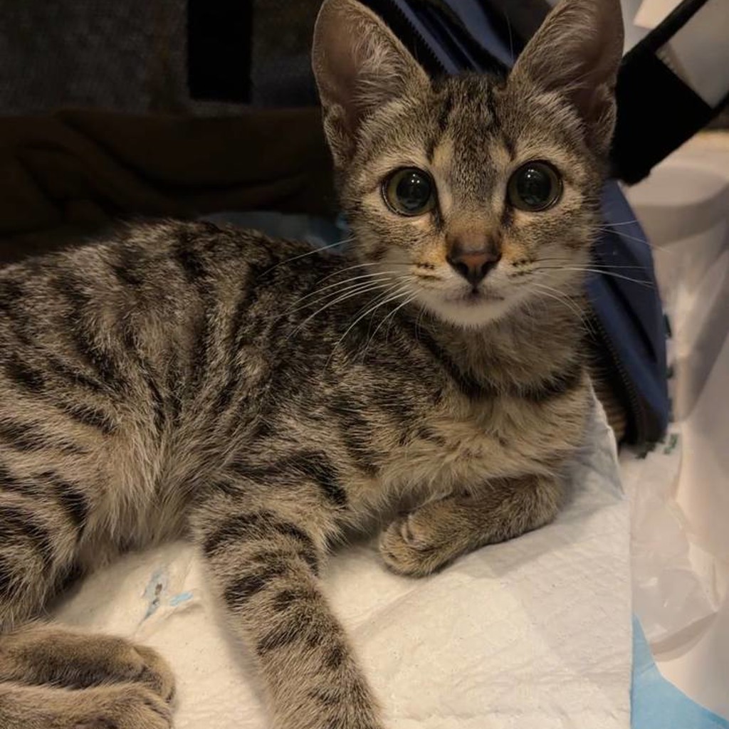 Кошка