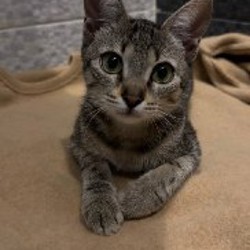 Кошка - фото 2