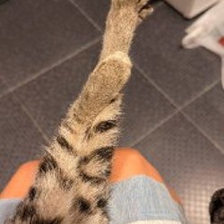 Кошка - фото 5