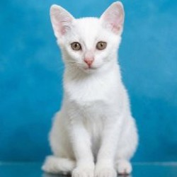 Кошка Мия - фото 2