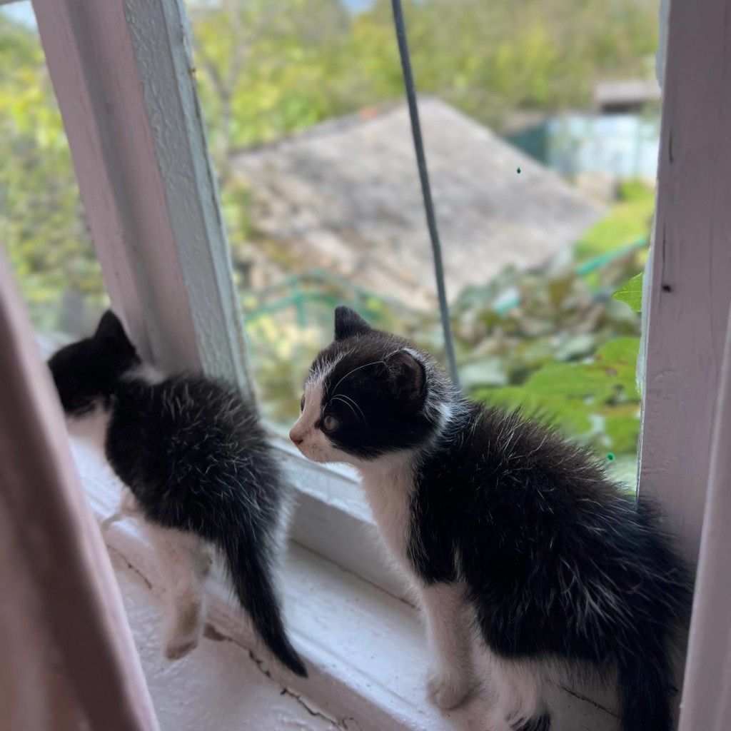 Котята