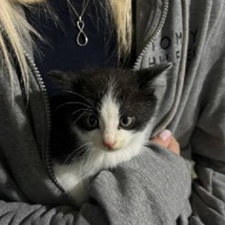 Котята - фото 3
