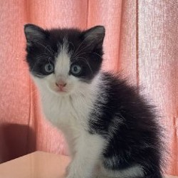 Котята - фото 4