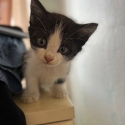 Котята - фото 5