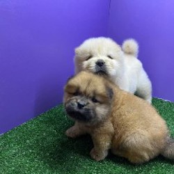 Щенки бернского зенненхунда - фото 1