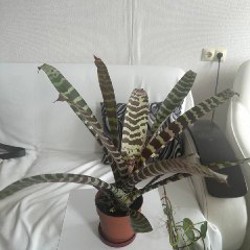 Дримиопсис - фото 5