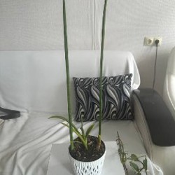 Дримиопсис - фото 8
