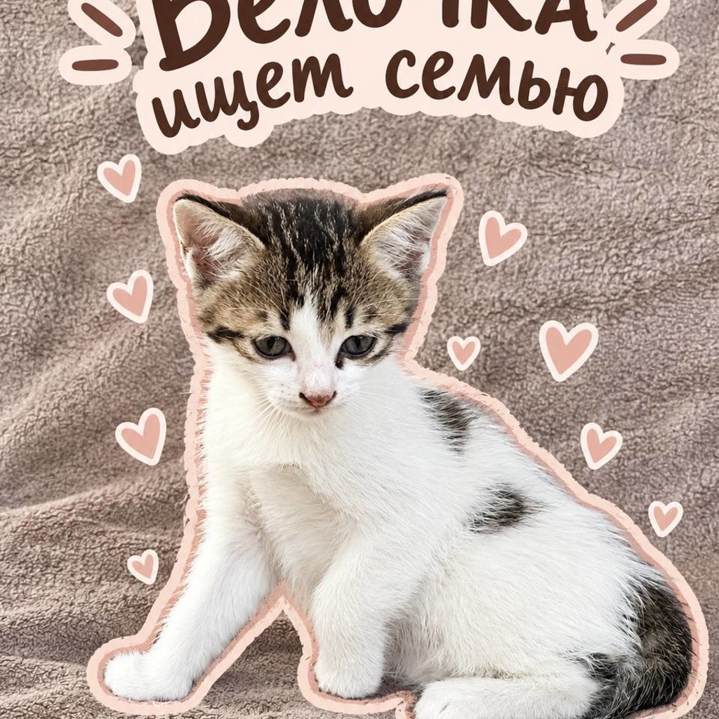 Котенок Белочка