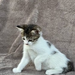 Котенок Белочка - фото 2